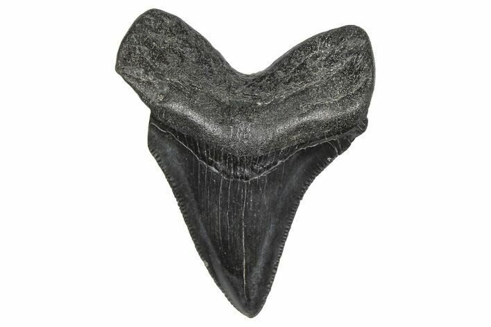 Juvenile Megalodon Tooth - South Carolina #359019